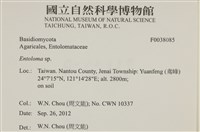 粉褶菌屬藏品圖，第2張