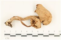 登錄號:F0038086藏品圖，第1張