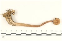 登錄號:F0038087藏品圖，第1張