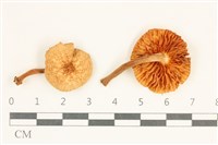 登錄號:F0038089藏品圖，第1張