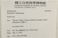 炭角菌屬藏品圖，第2張