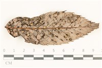 登錄號:F0038095藏品圖，第1張