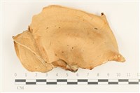 登錄號:F0038097藏品圖，第1張