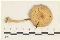 登錄號:F0038098藏品圖，第1張