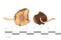 登錄號:F0038100藏品圖，第1張