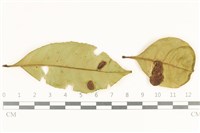 登錄號:F0038101藏品圖，第1張