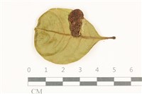 登錄號:F0038101藏品圖，第3張