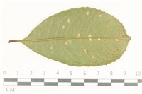 登錄號:F0038102藏品圖，第1張