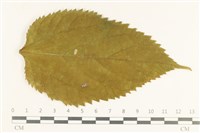 登錄號:F0038103藏品圖，第1張