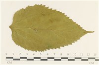 登錄號:F0038103藏品圖，第3張