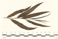 登錄號:F0038105藏品圖，第1張