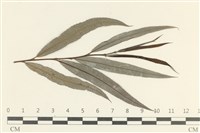 登錄號:F0038105藏品圖，第3張