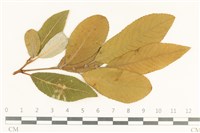 登錄號:F0038106藏品圖，第1張