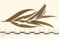 登錄號:F0038107藏品圖，第1張