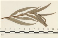 登錄號:F0038107藏品圖，第3張