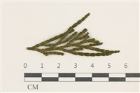 登錄號:F0038109藏品圖，第1張