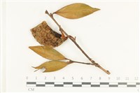 登錄號:F0038113藏品圖，第1張