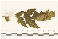 登錄號:F0038114藏品圖，第1張