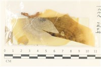 登錄號:F0038126藏品圖，第1張