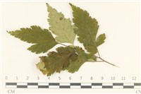登錄號:F0038145藏品圖，第1張