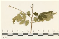 登錄號:F0038147藏品圖，第1張