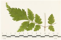 登錄號:F0038151藏品圖，第1張