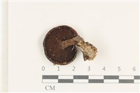 登錄號:F0038154藏品圖，第3張