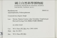 優雅波邊革菌藏品圖，第2張