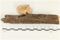 優雅波邊革菌藏品圖，第3張