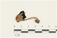 登錄號:F0038162藏品圖，第1張