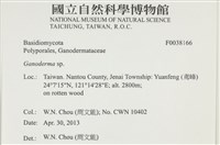 靈芝屬藏品圖，第2張