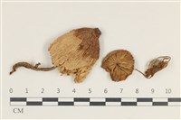 登錄號:F0038170藏品圖，第1張