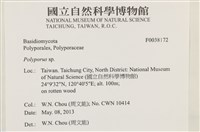 多孔菌屬藏品圖，第2張