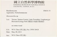 微皮傘屬藏品圖，第2張