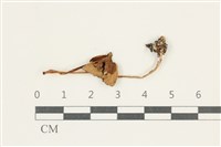 登錄號:F0038176藏品圖，第1張