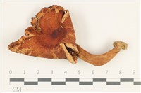 登錄號:F0038180藏品圖，第1張