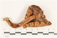 登錄號:F0038180藏品圖，第3張