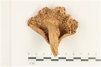 登錄號:F0038183藏品圖，第3張