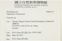 鬼傘屬藏品圖，第2張