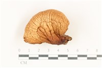 登錄號:F0038188藏品圖，第1張