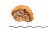 登錄號:F0038188藏品圖，第3張