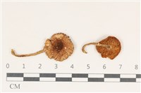 登錄號:F0038189藏品圖，第1張