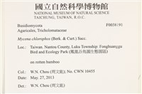 發光小菇藏品圖，第2張