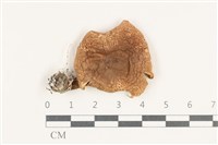 登錄號:F0038192藏品圖，第1張