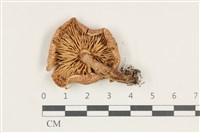 登錄號:F0038192藏品圖，第3張