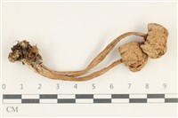 登錄號:F0038193藏品圖，第1張