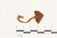 登錄號:F0038194藏品圖，第1張