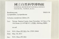頭狀禿馬勃藏品圖，第2張