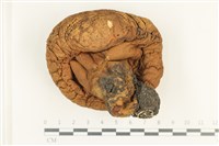 頭狀禿馬勃藏品圖，第3張