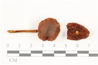 登錄號:F0038200藏品圖，第1張